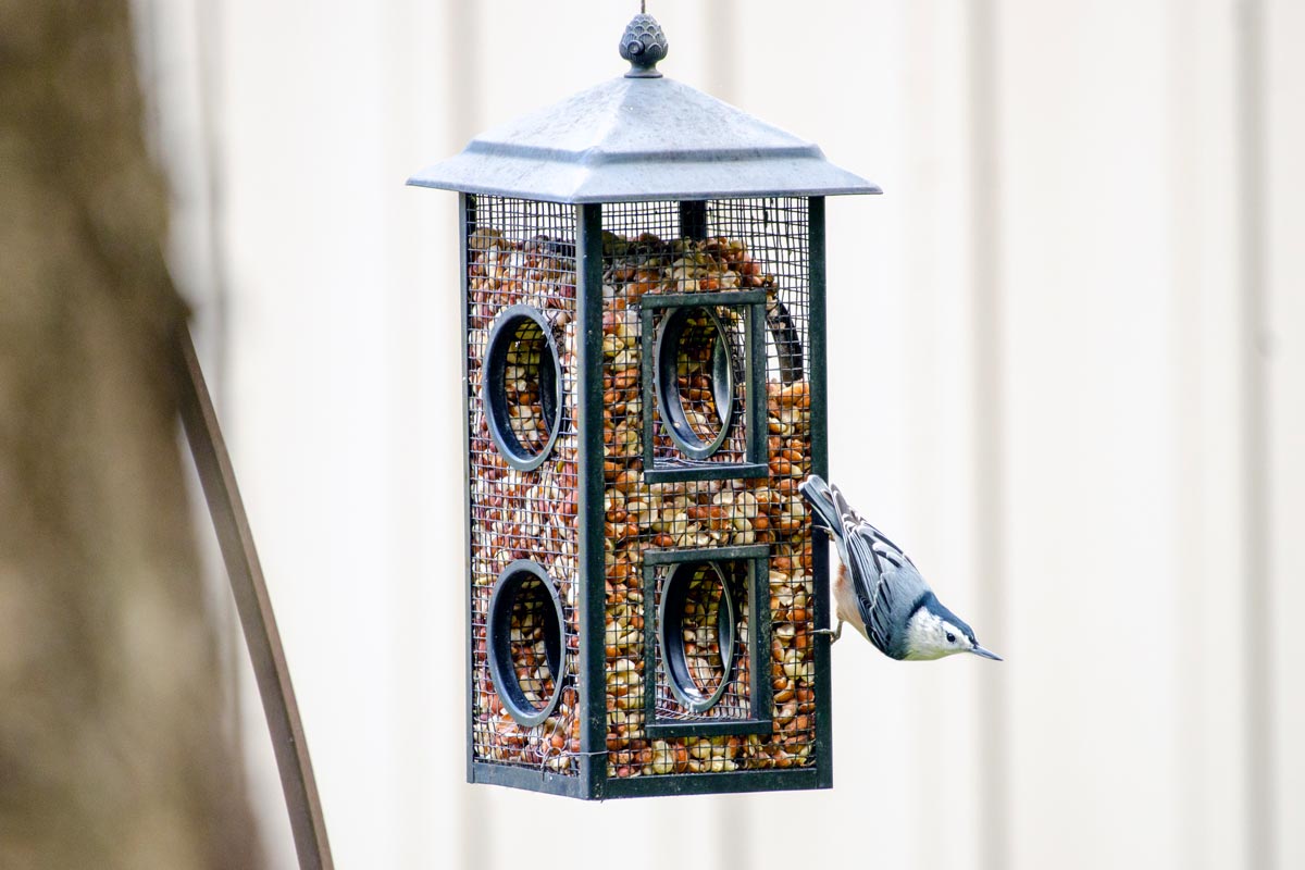 Nuthatch on feeder filled with Lyric Delite No Waste Mix