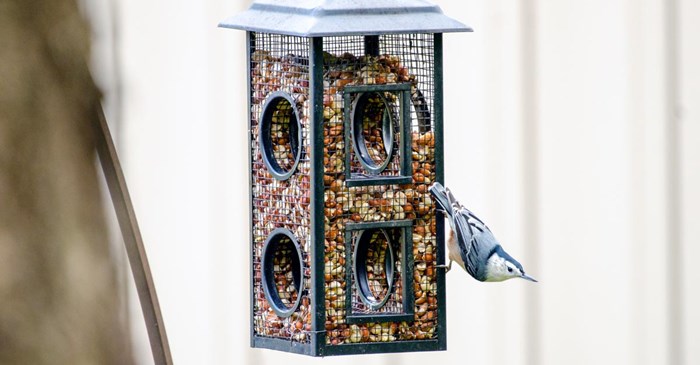 Nuthatch on feeder filled with Lyric Delite No Waste Mix