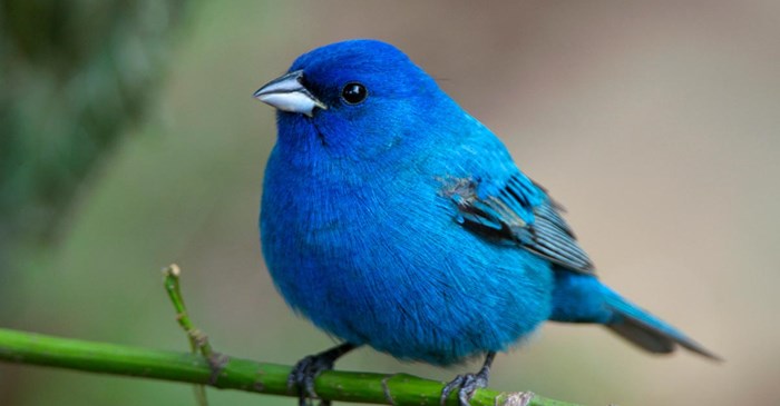 images of colorful birds