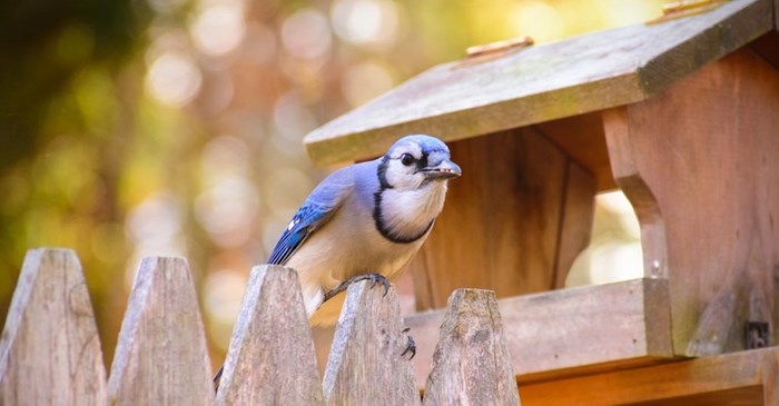 The Busy Blue Jay