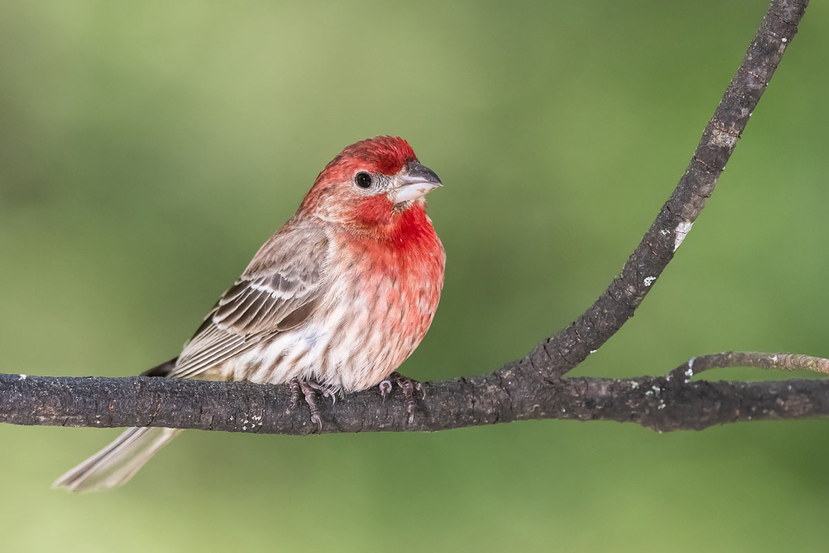 House Finch, RCKeller / iStock / Getty Images Plus