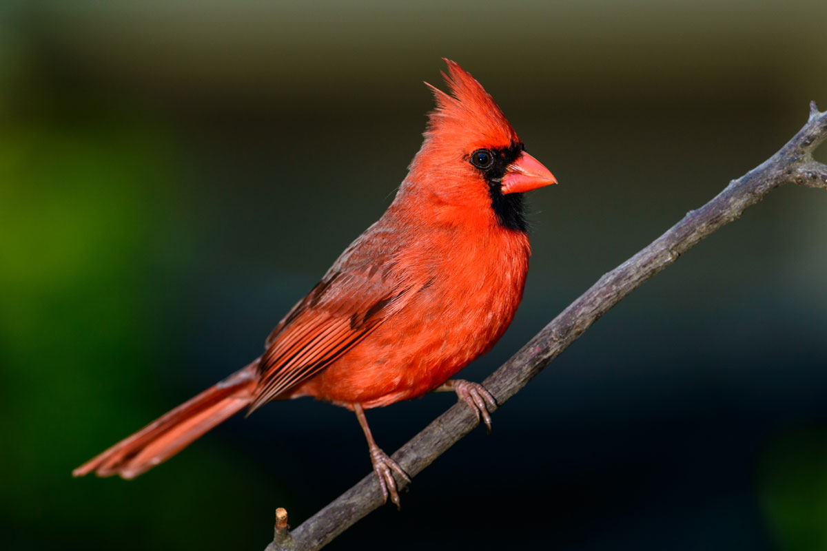 Northern Cardinal, Erniedecker / iStock / Getty Images Plus