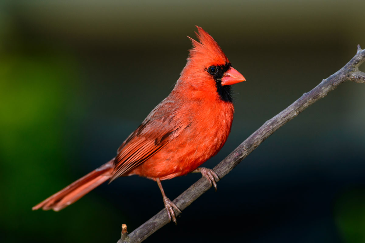 Featured Birds: Northern Cardinals