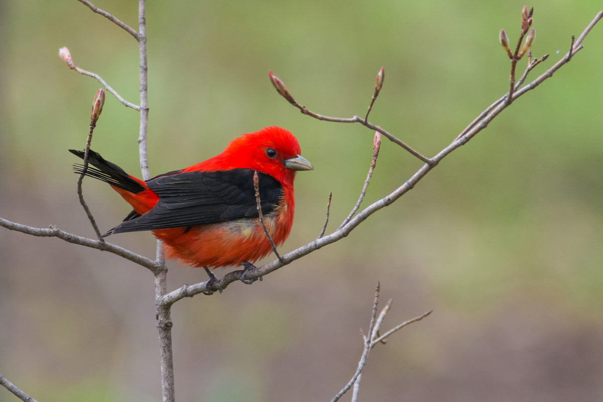 Scarlet Tanager, Bookguy / iStock / Getty Images Plus