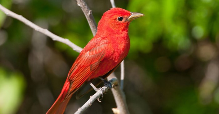 Summer Tanager, Birdimages / iStock / Getty Images Plus