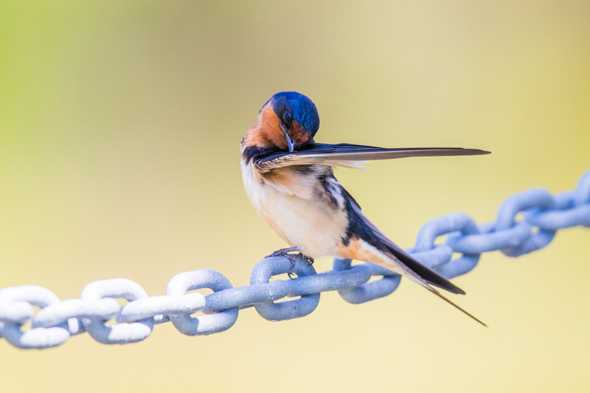 Preening Barn Swallow