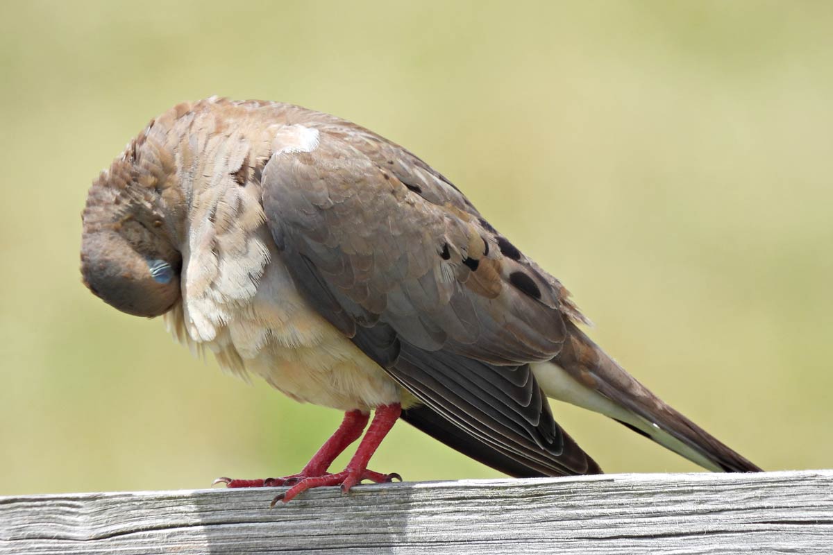 How Do Birds Take Care of Their Feathers?