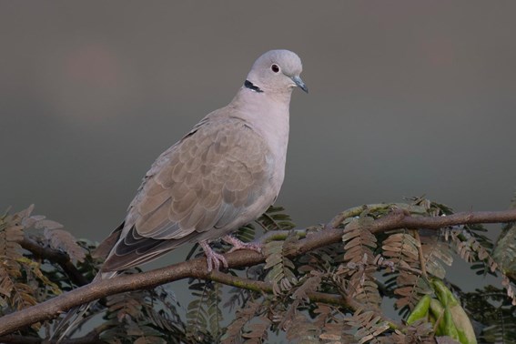 Eurasian Collared Dove