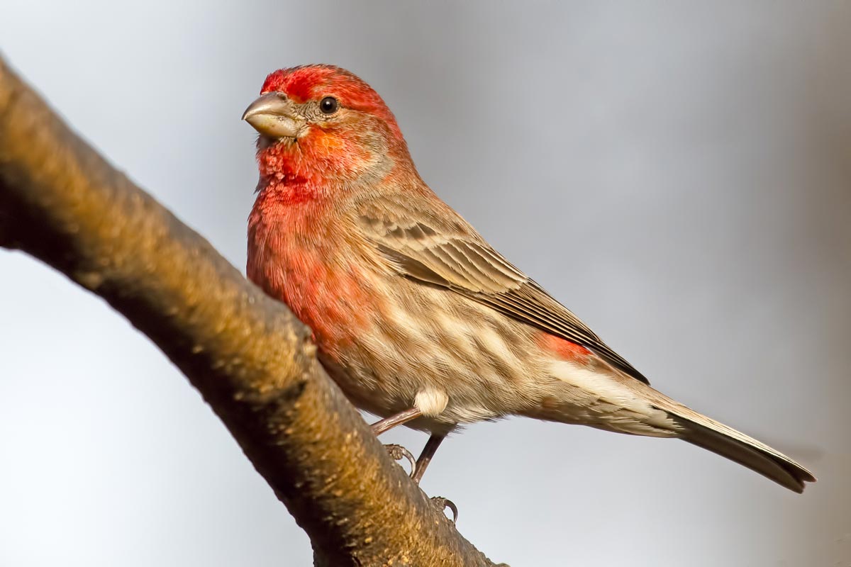 Red headed best sale finch nj