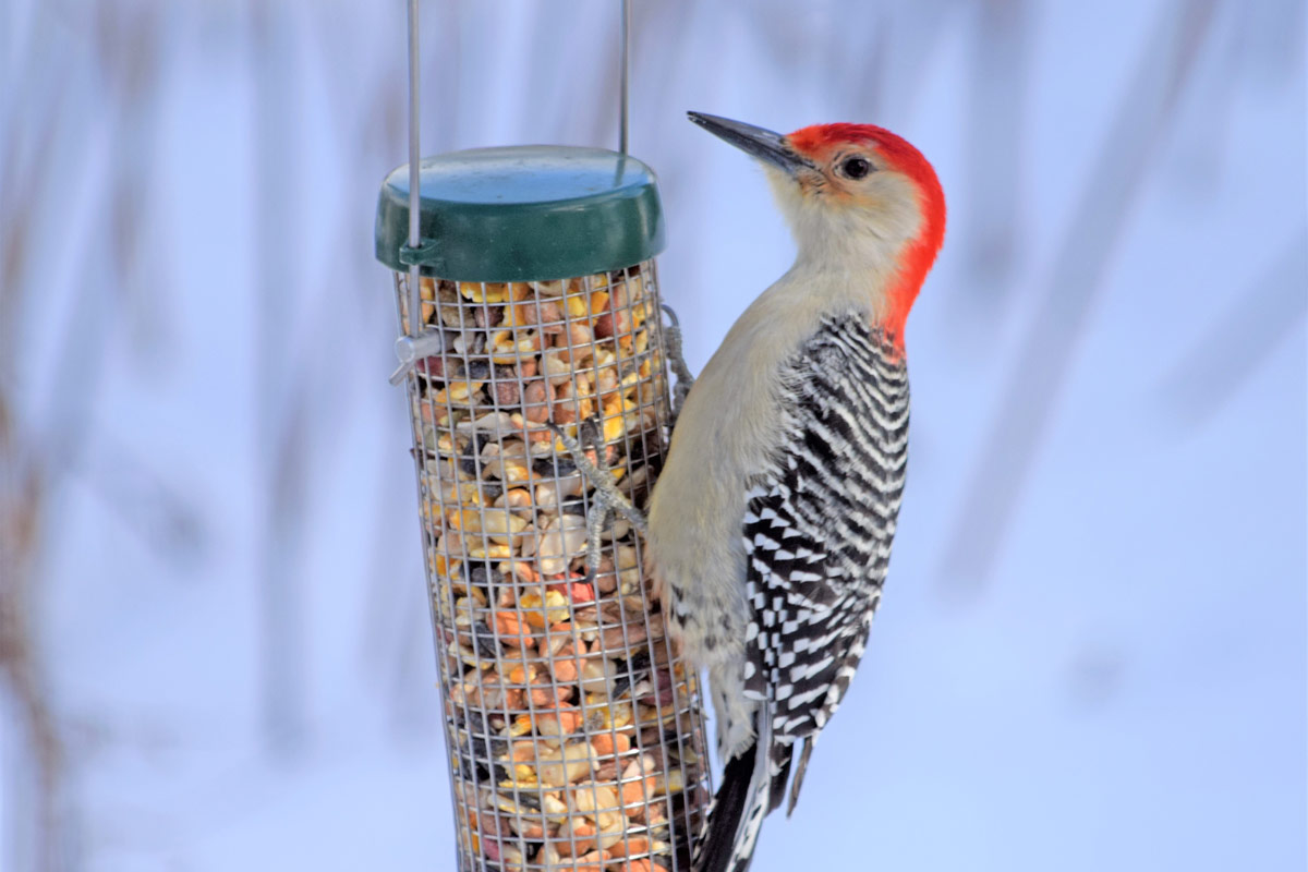 winter-bird-feeder-tips-lyric-wild-bird-food