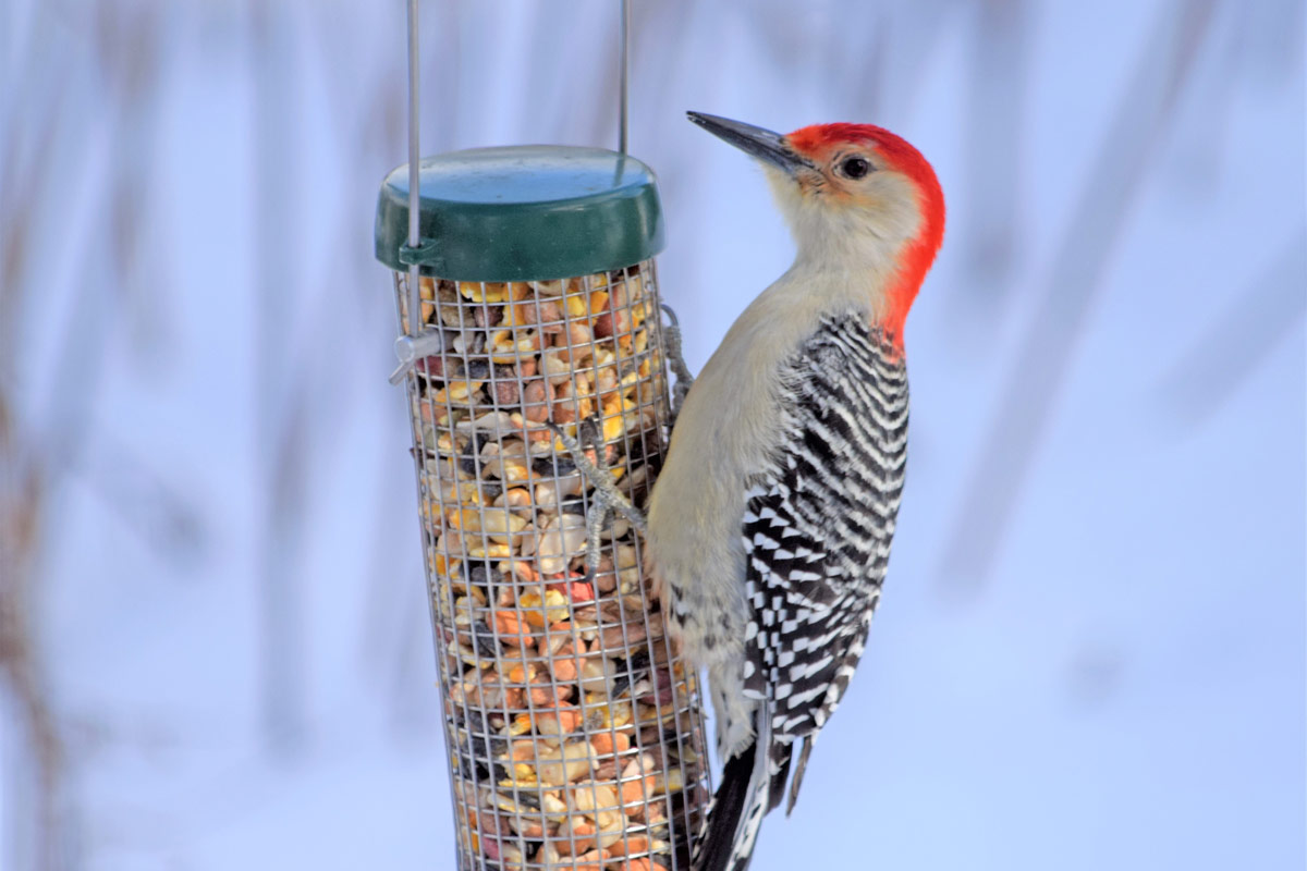 Red-bellied Woodpecker