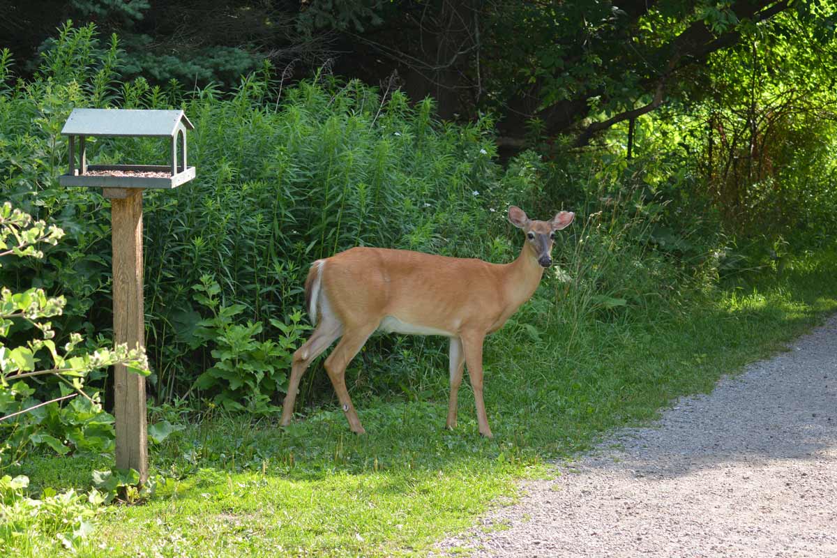 Deer near bird feeder