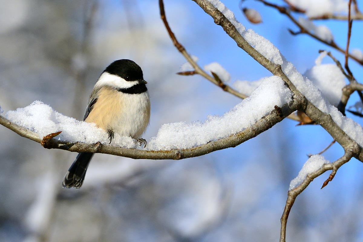 Black-capped Chickadee. rdpomme / iStock / Getty Images Plus