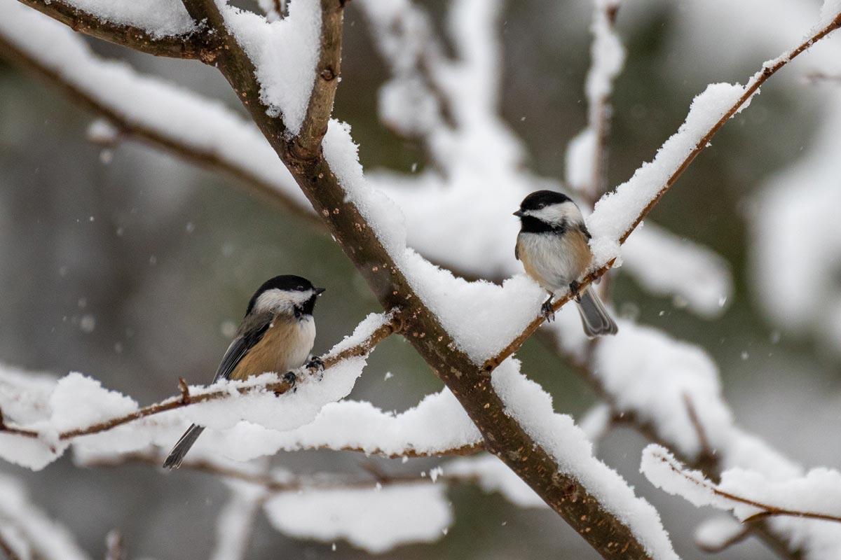 Chickadees in winter