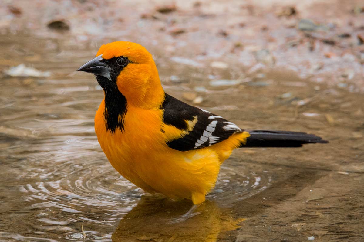 To see an Altimira Oriole, you must travel to the southernmost part of Texas, where you can see them visiting feeding stations in parks and national wildlife refuges. Cheryl Johnson / iStock / Getty Images Plus
