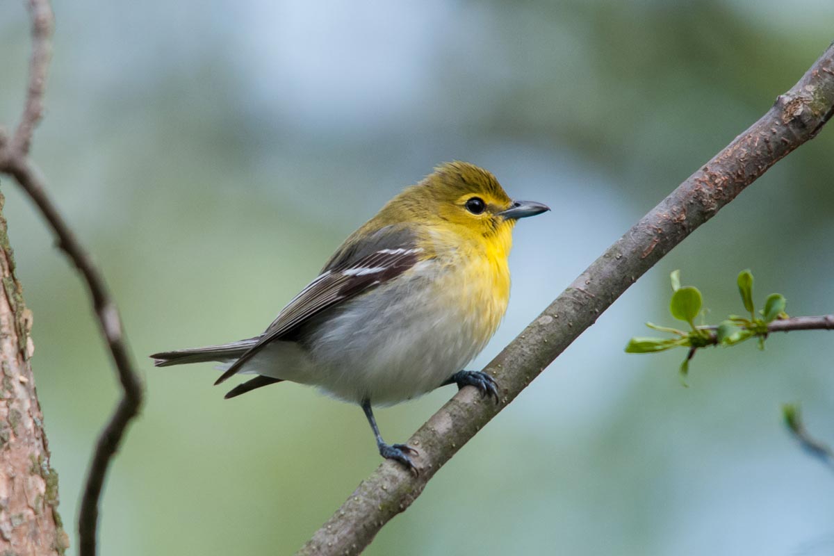 3 Must-Visit States for Winter Birding | Lyric Wild Bird Food