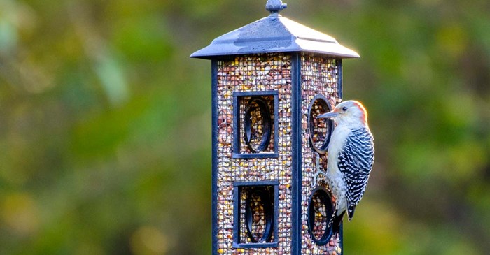 Red-bellied woodpecker eating Lyric Woodpecker Mix