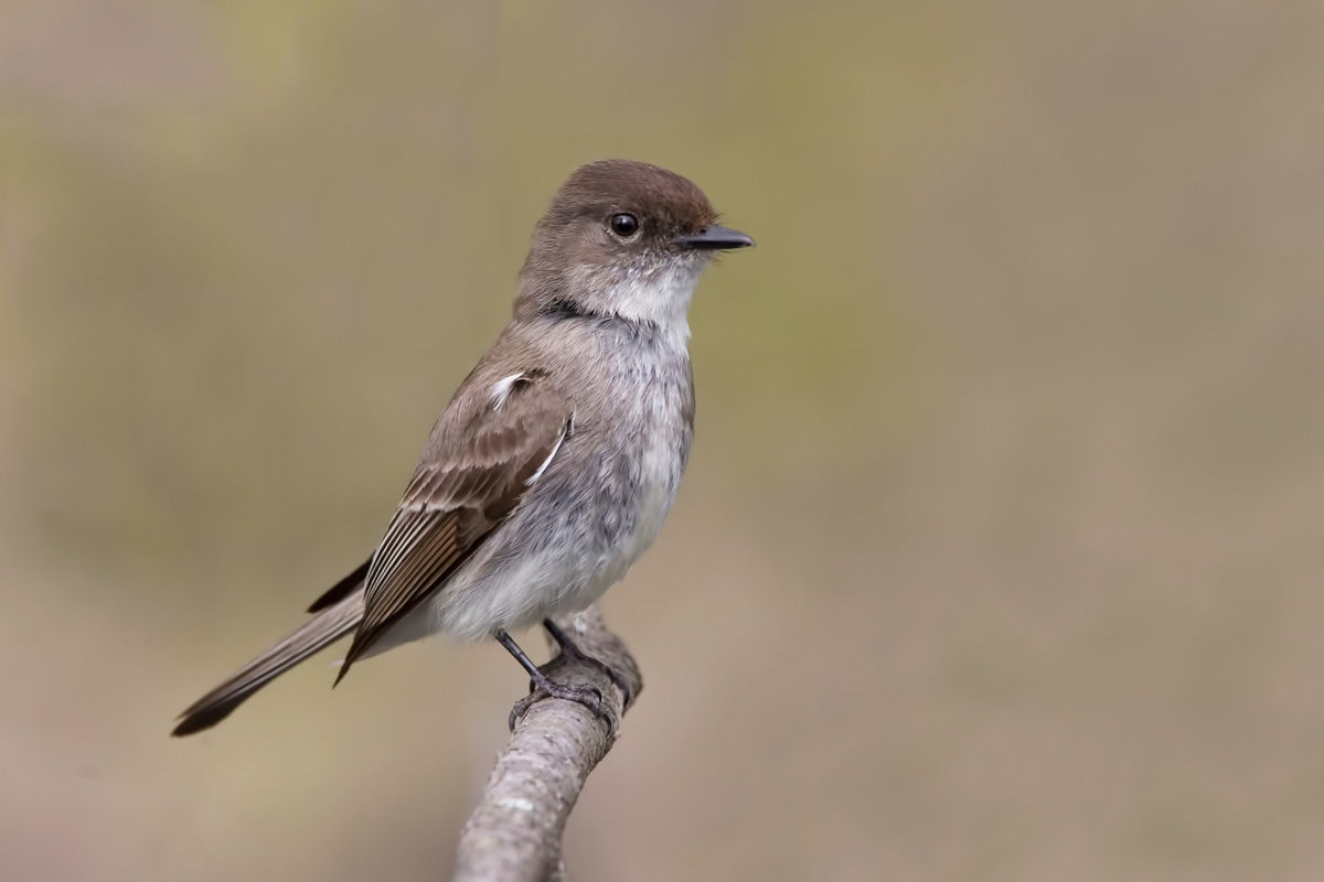 The Eastern Phoebe is a small bird with a raspy song that can be seen heading north as early as February. hstiver / iStock / Getty Images Plus