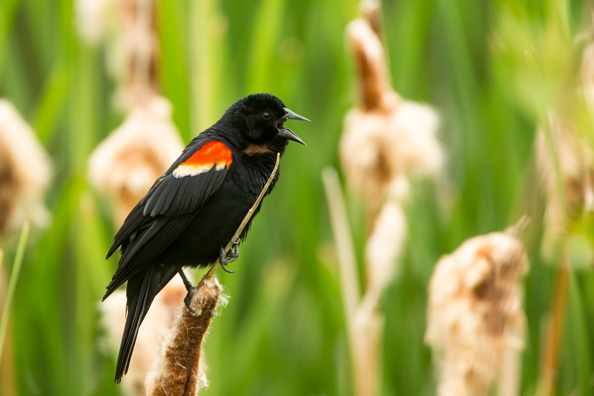 You can find Red-winged Blackbirds around marshlands as they start to migrate north in February and March. BrendaLawlor / iStock / Getty Images Plus