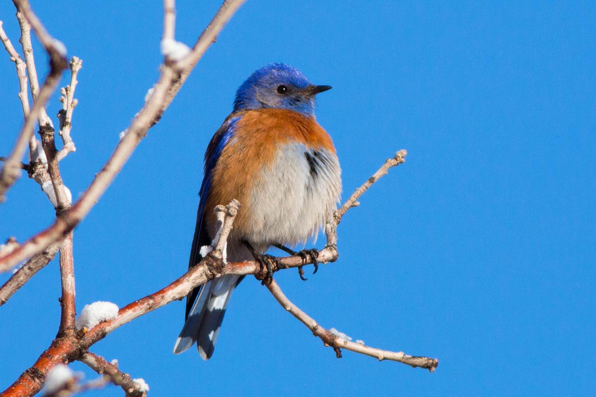 If you have a nesting box, you may get a visit from a Western Bluebird before spring arrives. SweetyMommy / iStock / Getty Images Plus