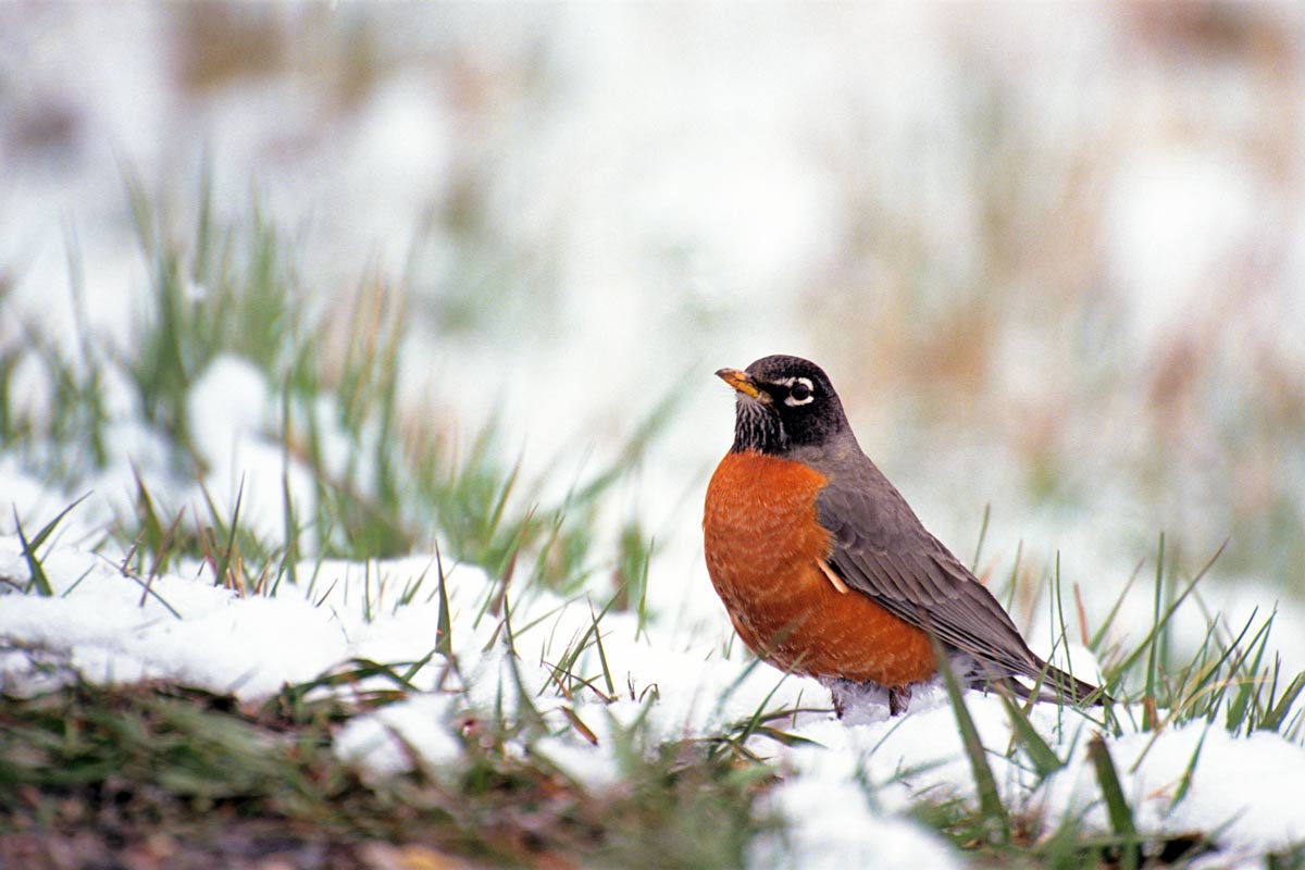 American Robin