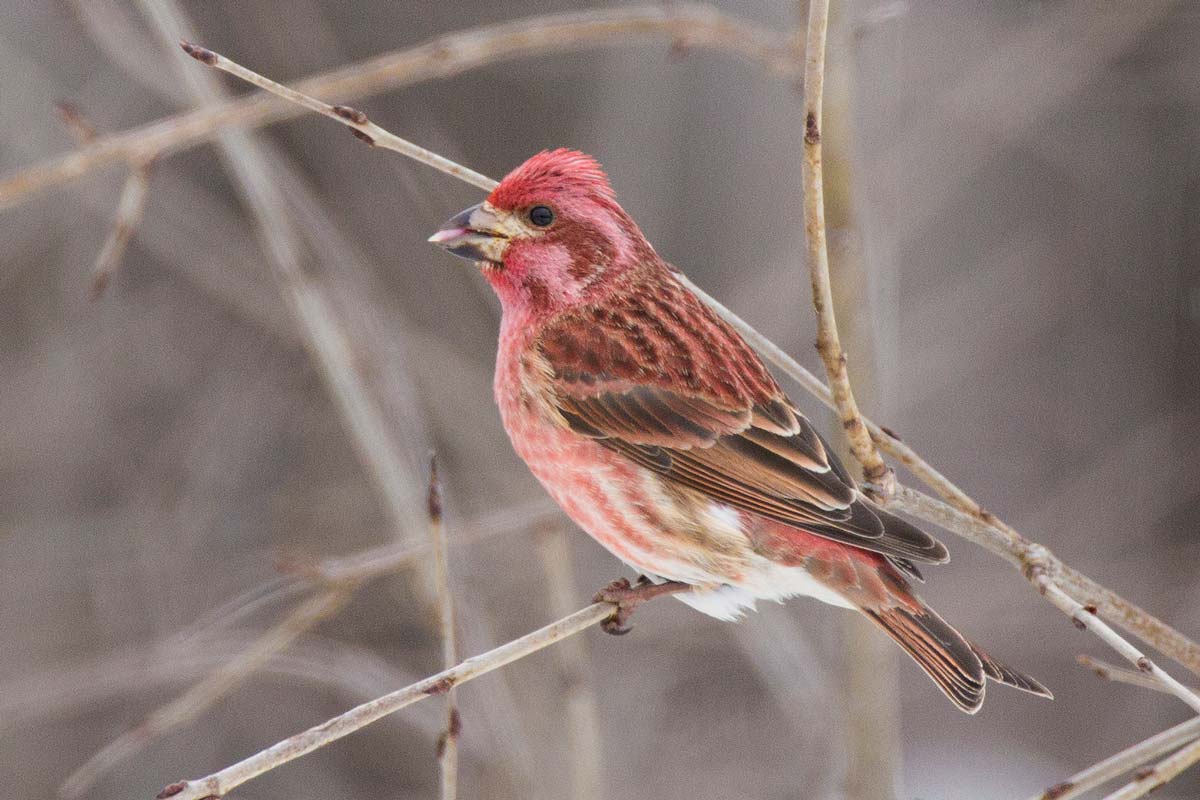 The Purple Finch is a frequent feeder bird as they migrate before spring. mirceax / iStock / Getty Images Plus