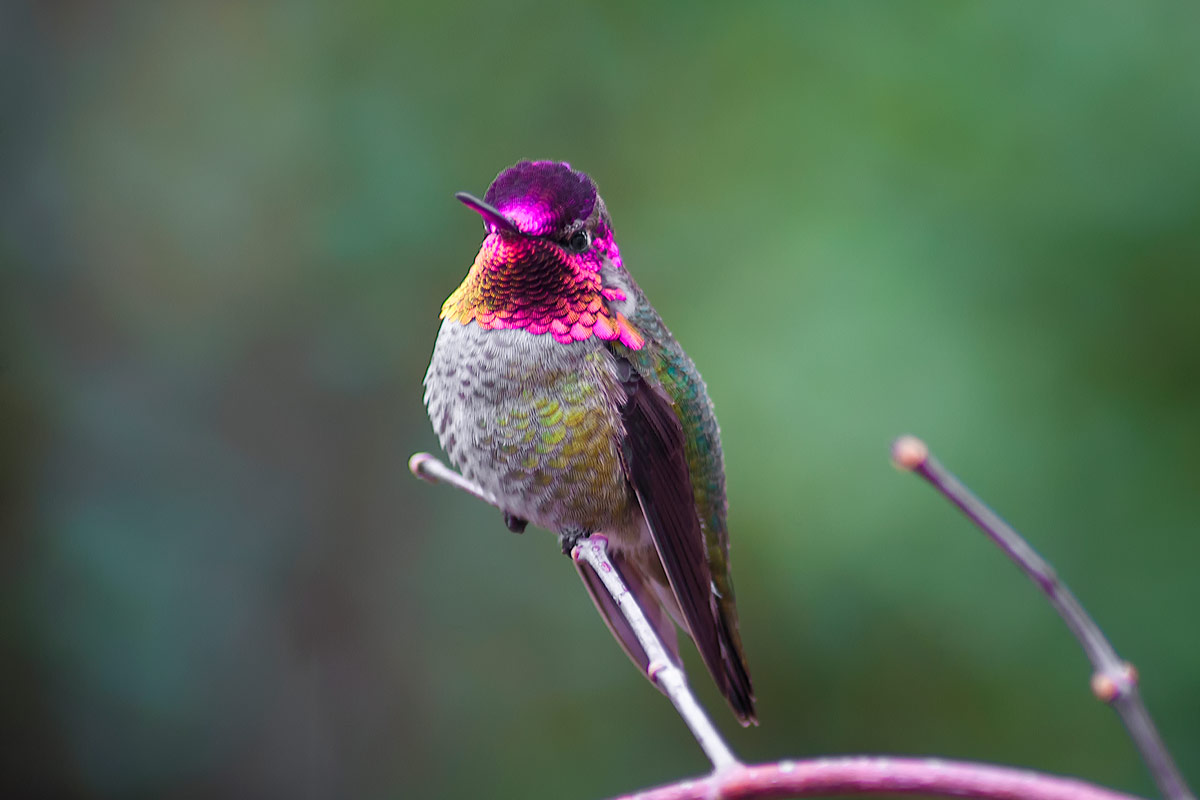 Spring Migration in the Southwest: 5 Gorgeous Birds Worth the Trip