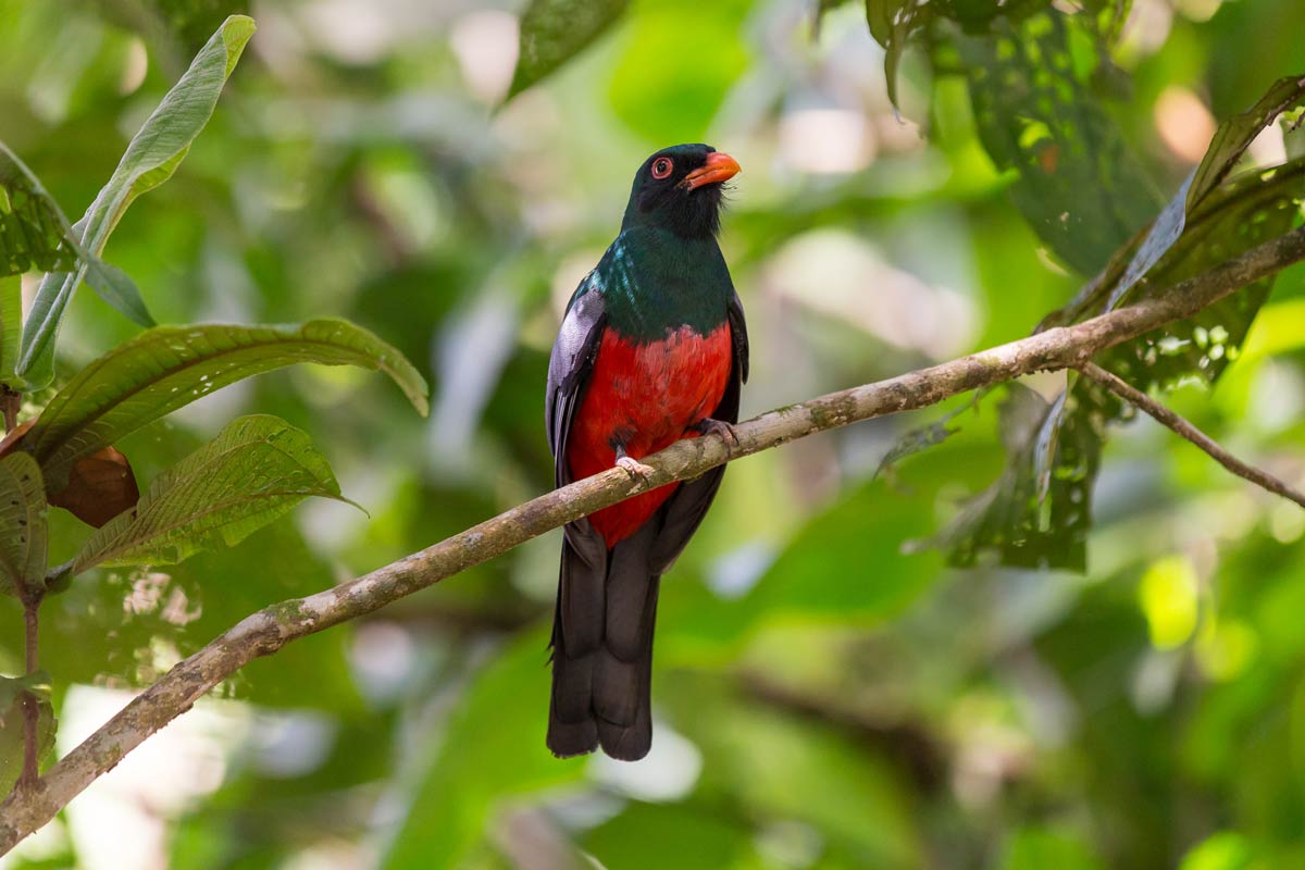 The Elegant Trogon is a beautifully colored bird that adds a pop of tropical color to the southwest. czkuf  / iStock / Getty Images Plus
