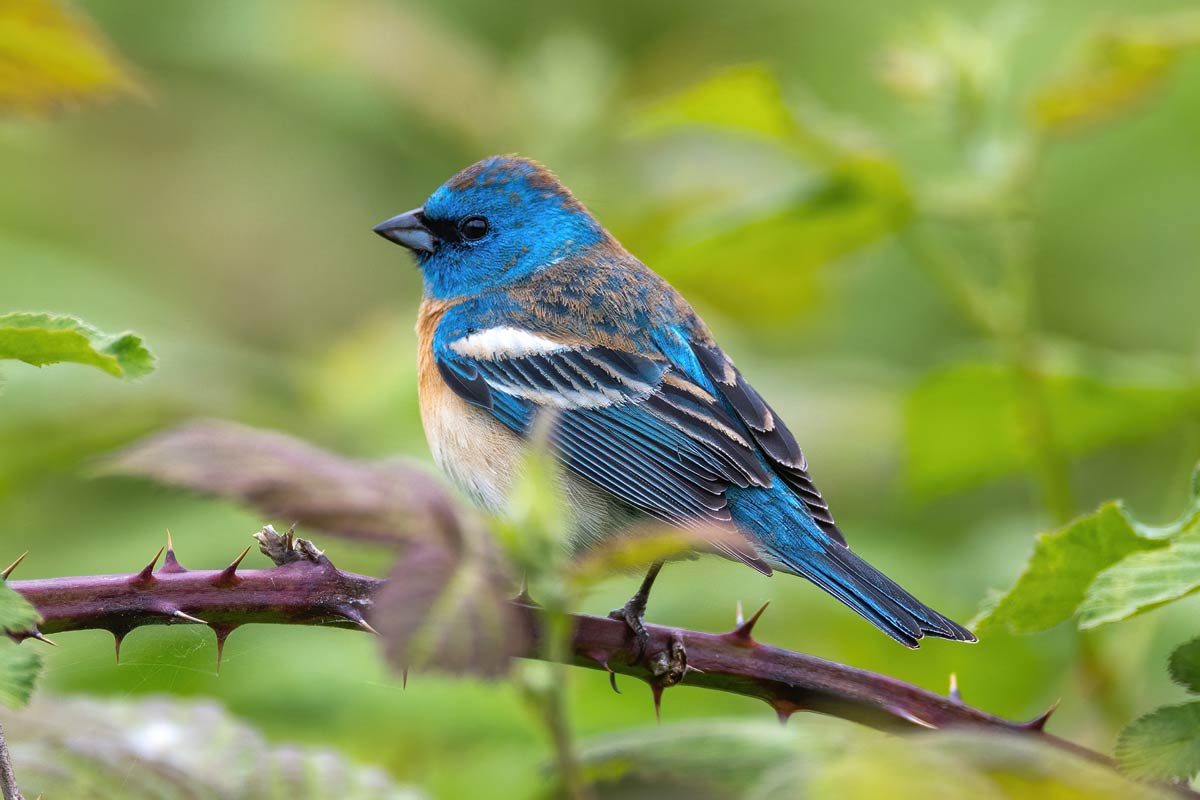 The Lazuli Bunting is a beautiful sky-colored bird that can be distinguished by its brilliant wash of orange. Sen Yang / iStock / Getty Images Plus