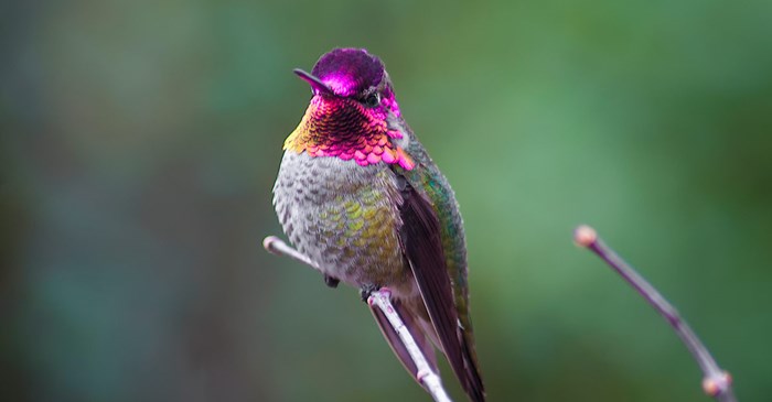 The Anna’s Hummingbird. Dee  / iStock / Getty Images Plus
