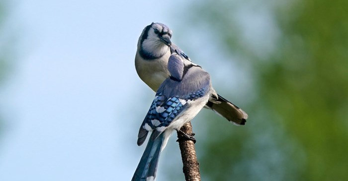 Blue Jays