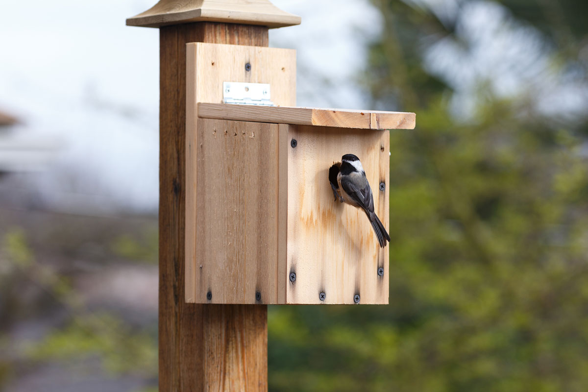 To attract a Black-capped Chickadee to your nesting box, add a few inches of wood shavings so they can excavate the area. devonyu / iStock / Getty Images Plus