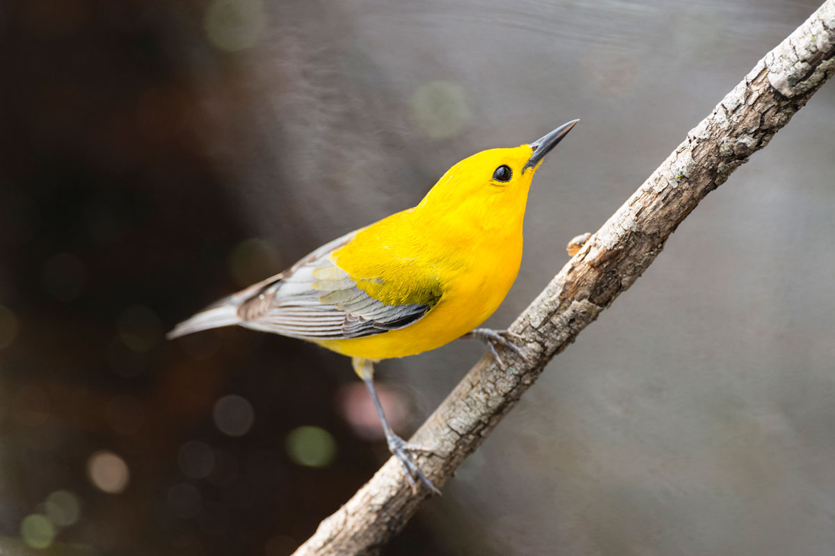 If you live near a wooded swamp or waterway, adding nesting boxes to your yard may attract a Prothonotary Warbler. Pchoui / iStock / Getty Images Plus