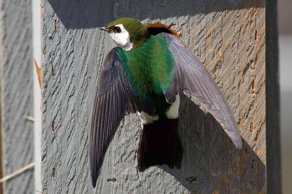 Violet-green Swallows can be found nesting in nesting boxes starting in mid to late May throughout the region west of the Rocky Mountains. BirdImages / iStock / Getty Images Plus