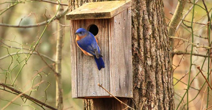 Eastern Bluebird at a nestbox