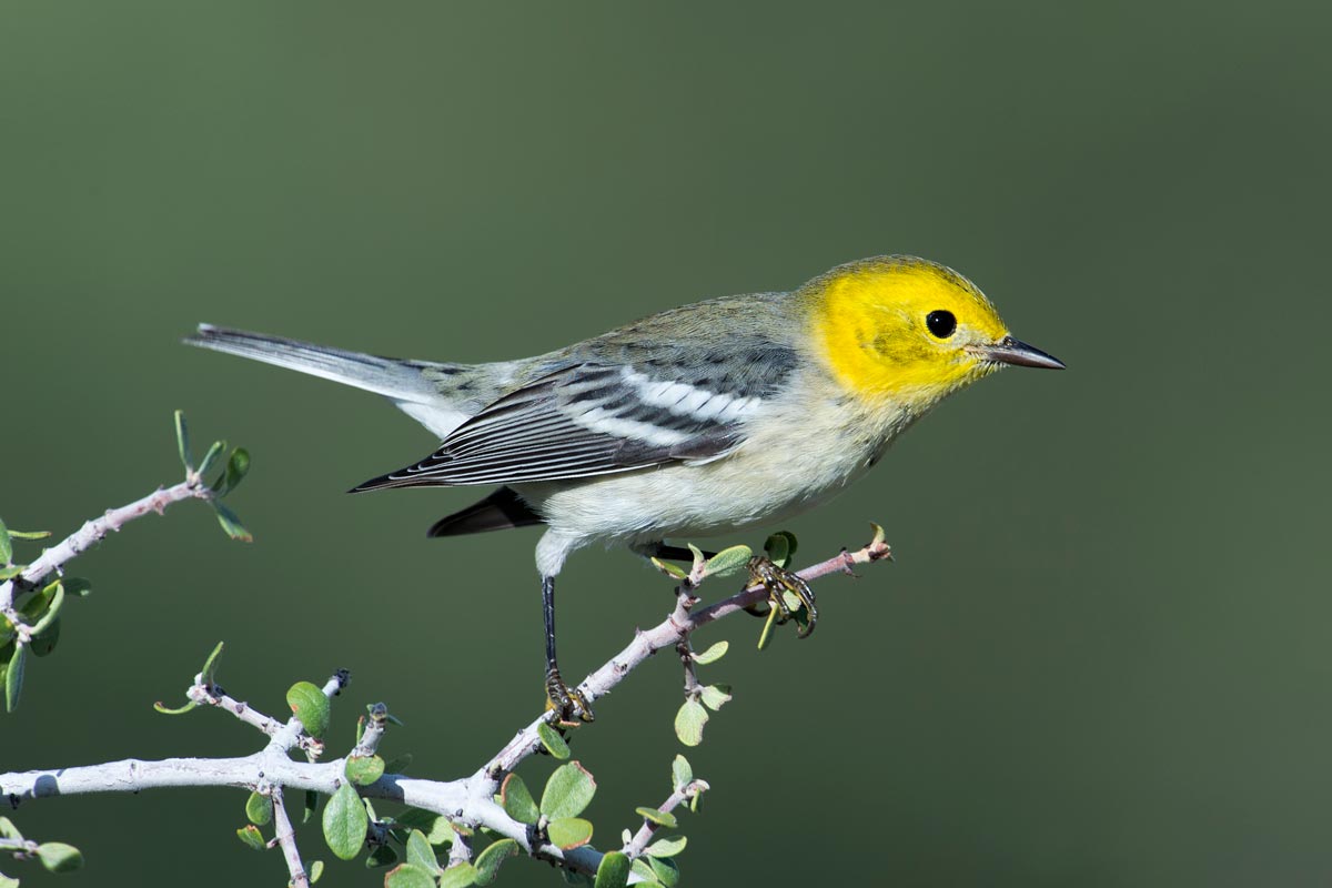 Prime Spring Birding Awaits in California’s Central Valley | Lyric Wild ...