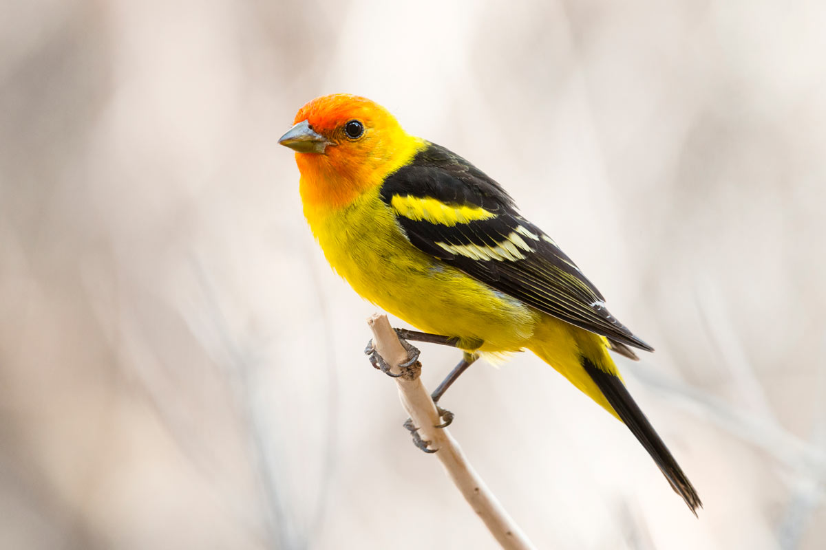 Western Tanager