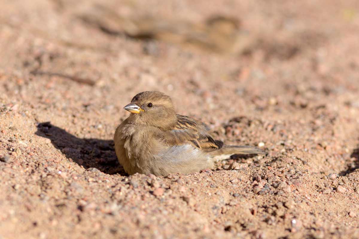 Bird taking a dust bath