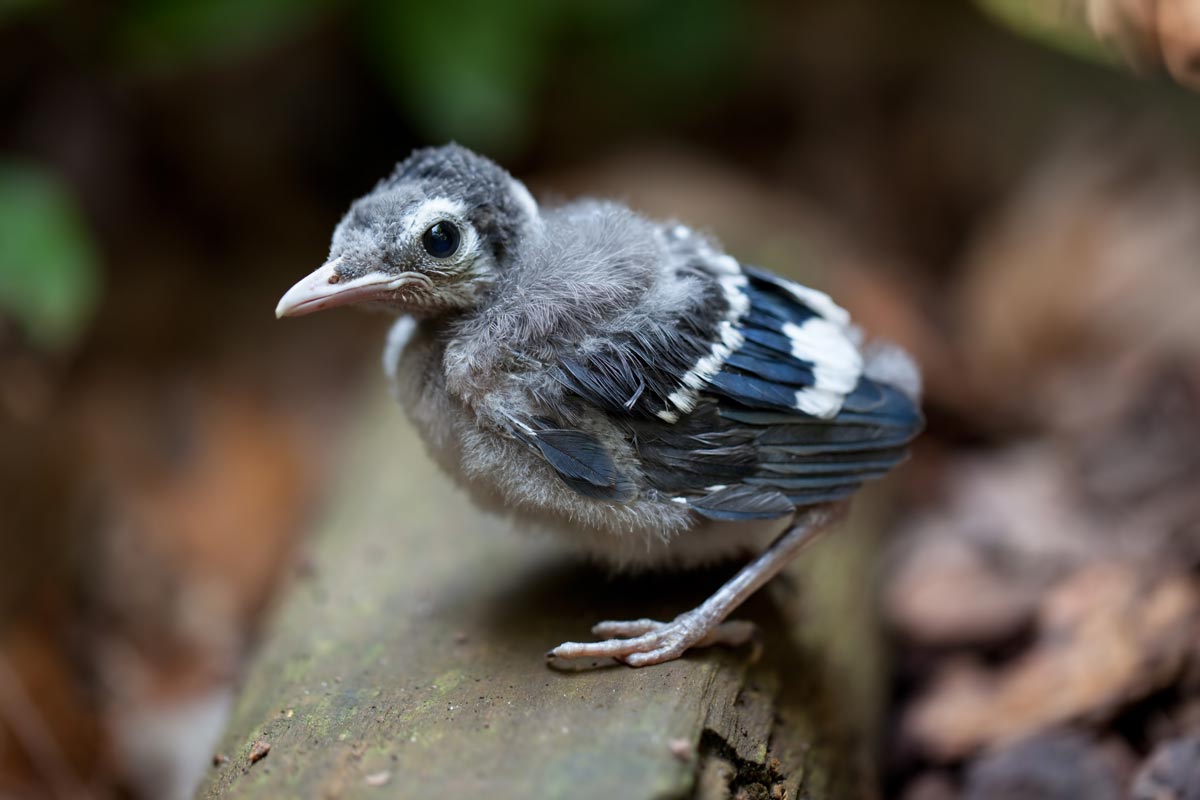 This Developing Adolescent Blue Jay Still Has Some of Its Baby