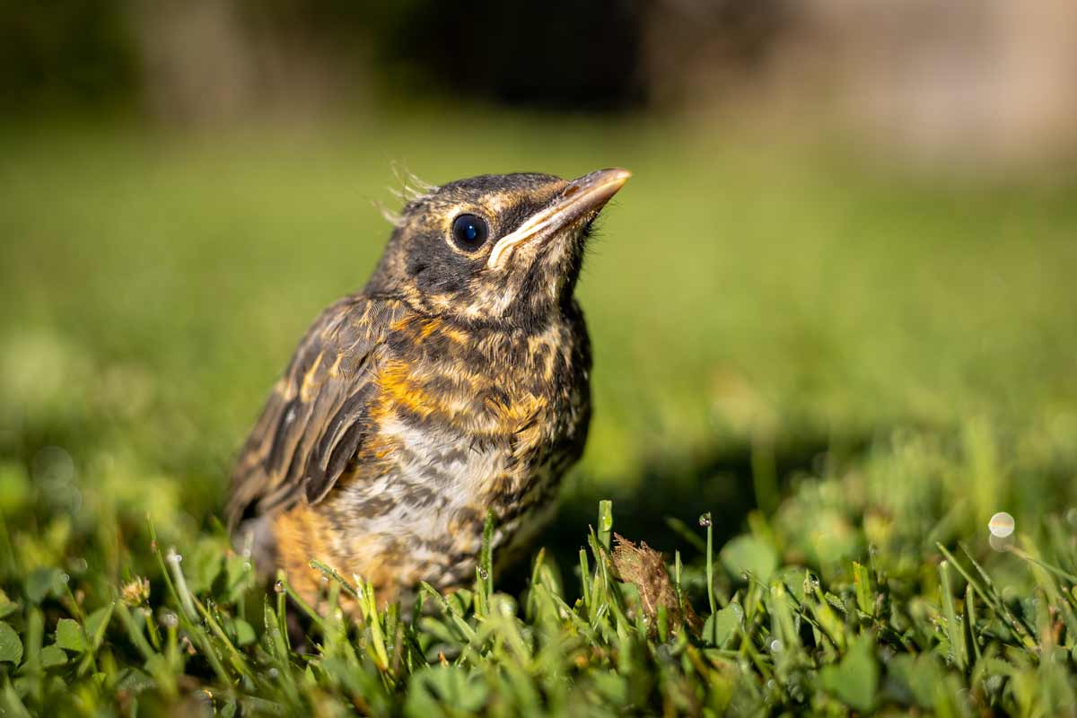 Baby American Robin