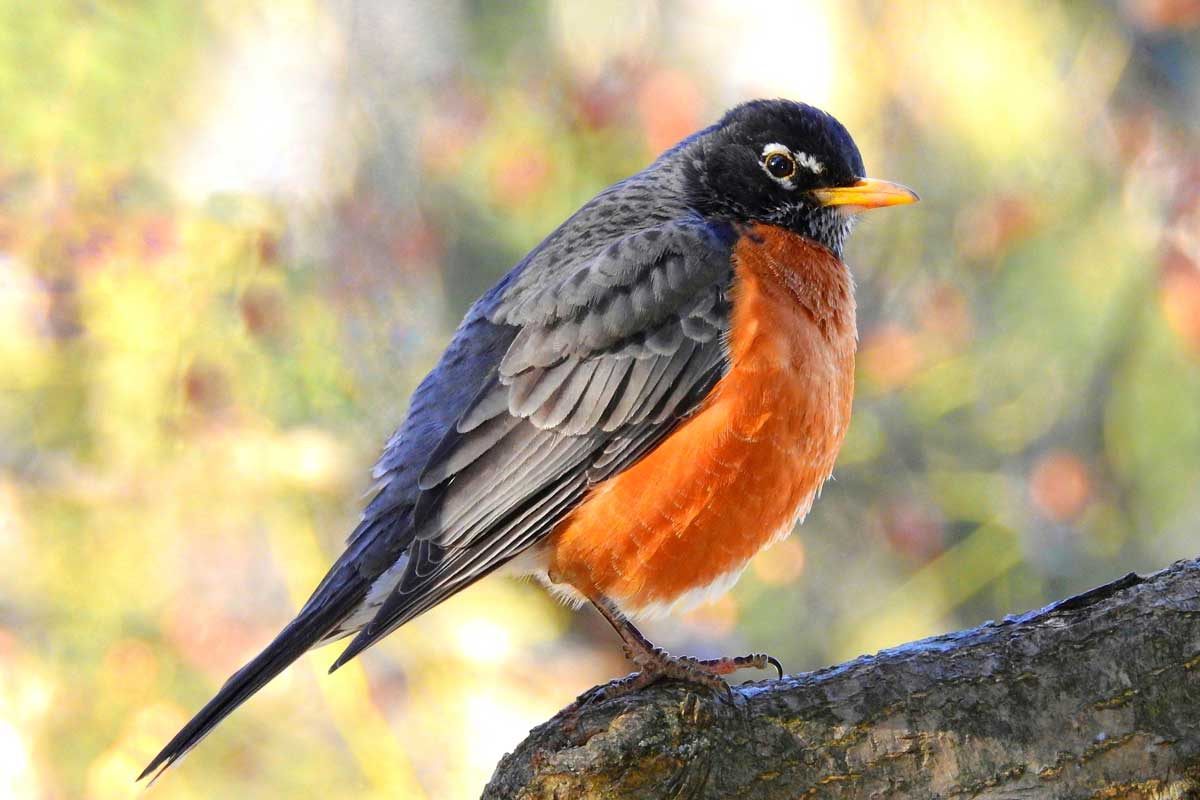 The American Robin likes to return to the previous years breeding site, as it probably has ample amenities for robins. If they like it, they’ll be willing to defend it. PBallay / iStock / Getty Images Plus