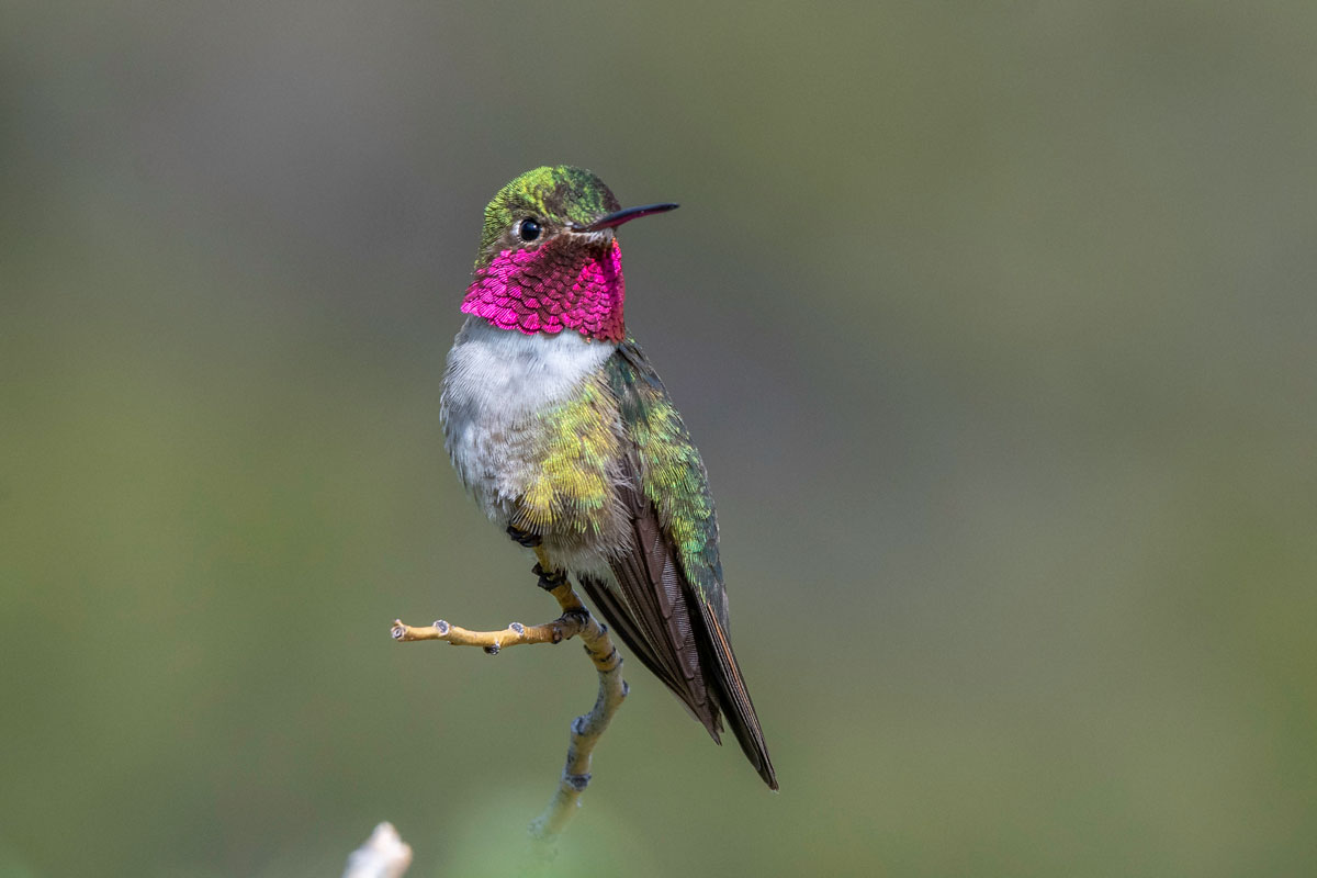 The best way to spot the iridescent Broad-tailed Hummingbird is to put a hummingbird feeder in your landscape. Christophe Merceron / iStock / Getty Images Plus