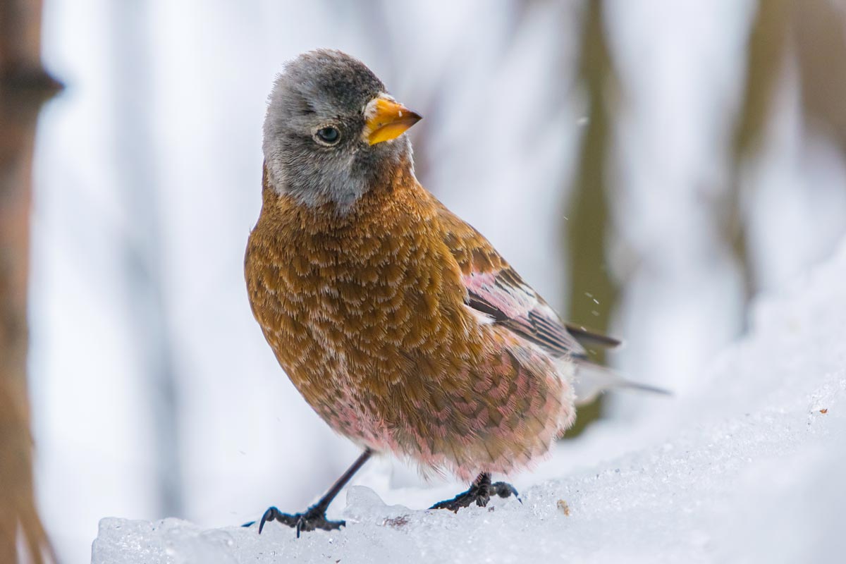 If you're looking to attract the whimsical Gray-crowned Rosy-Finch, make sure your feeder is filled with lots of black oil sunflower seed. Kahj19 / iStock / Getty Images Plus
