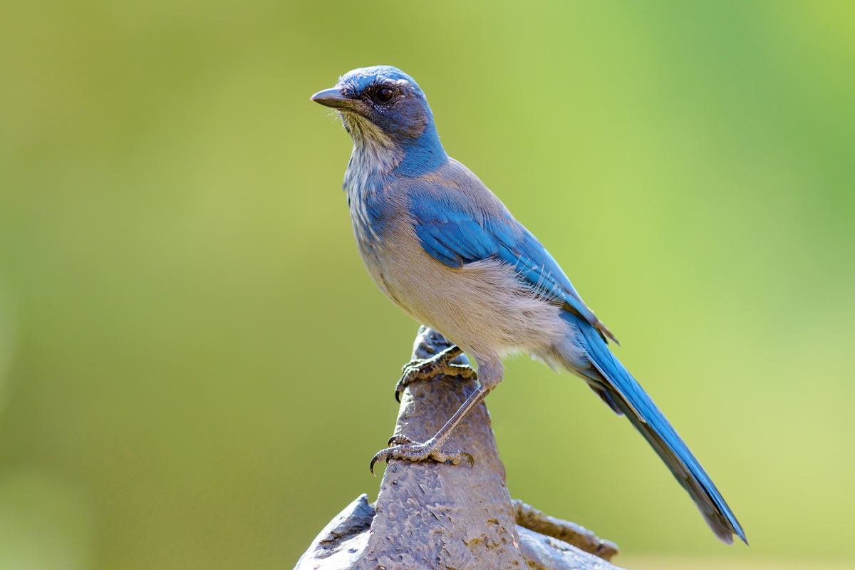 Scrub Jays in the Bay Area are infamous for making attacks on cats, a role that is reversed from normal circumstances! Kojihirano / iStock / Getty Images Plus