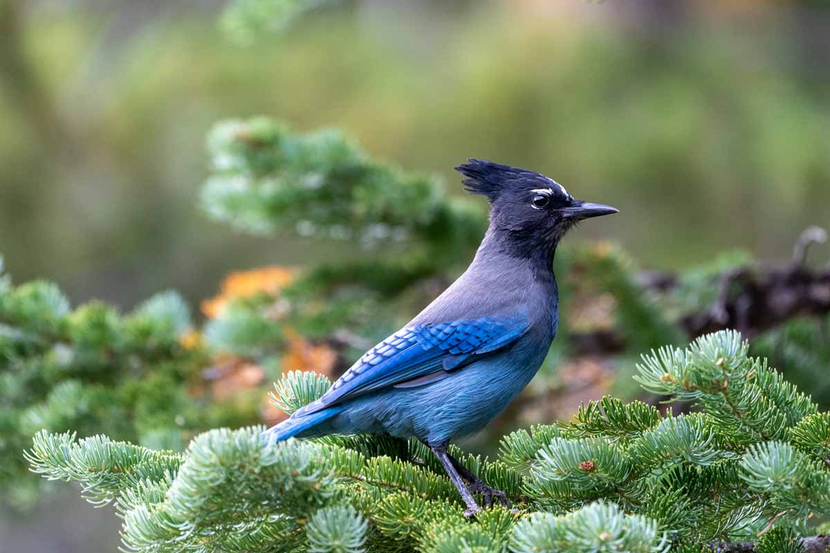 Steller's Jay