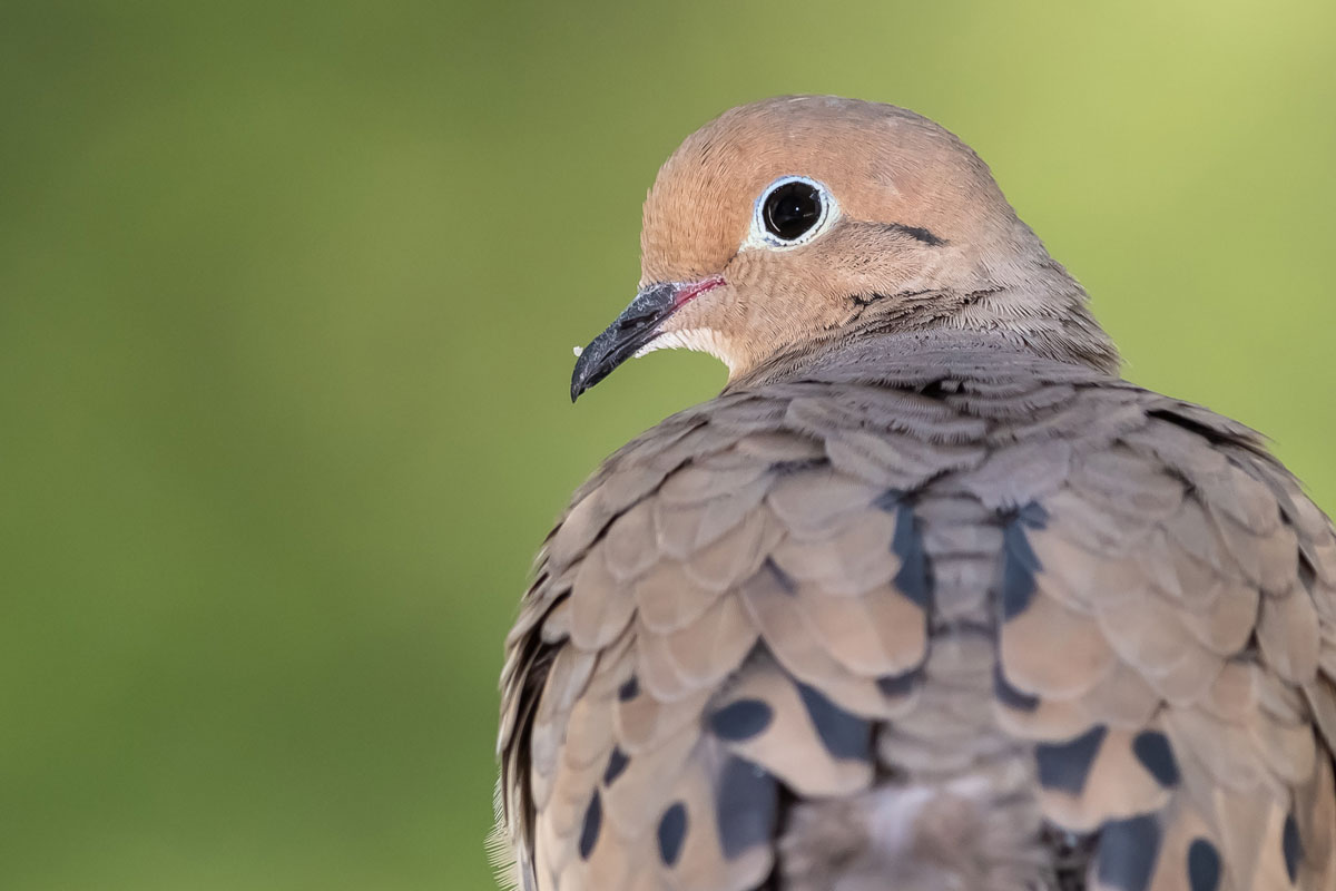 Mourning Dove