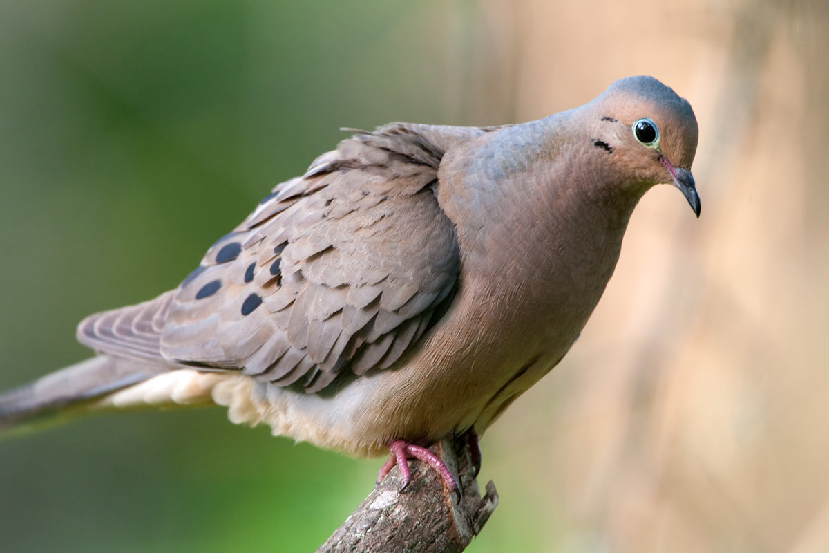 What Do Mourning Doves Eat Lyric Wild Bird Food