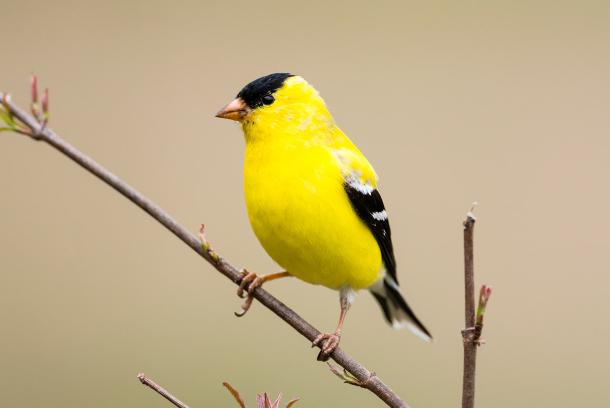 American Goldfinch