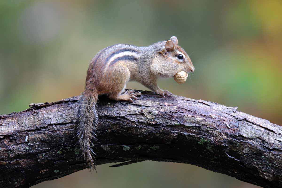 Chipmunk with peanut