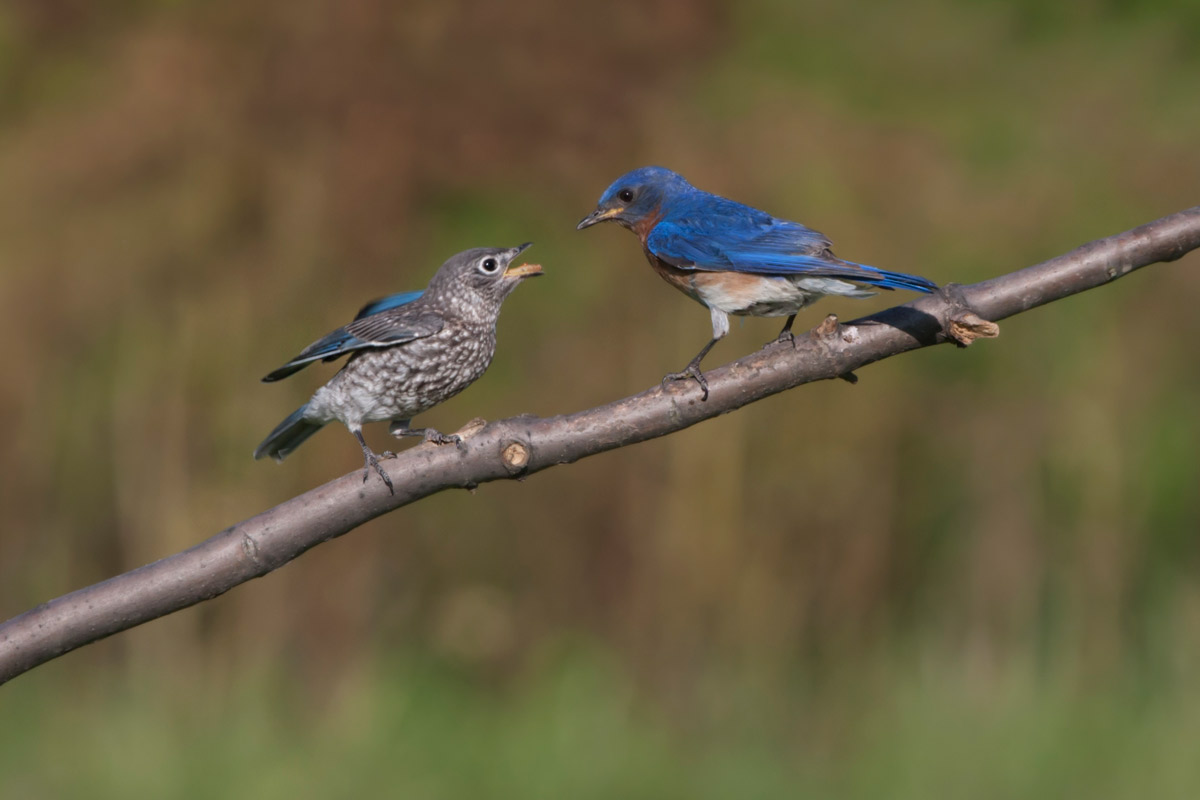 Connections Between Birdsong & Human Language | Lyric Wild Bird Food